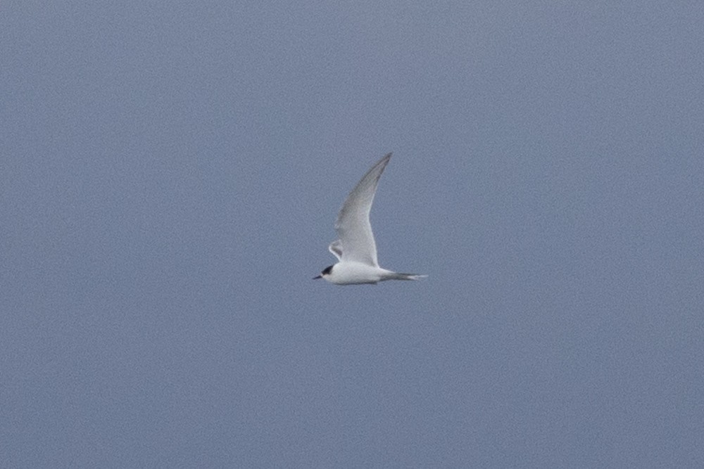 Arctic Tern - Jukka Jantunen