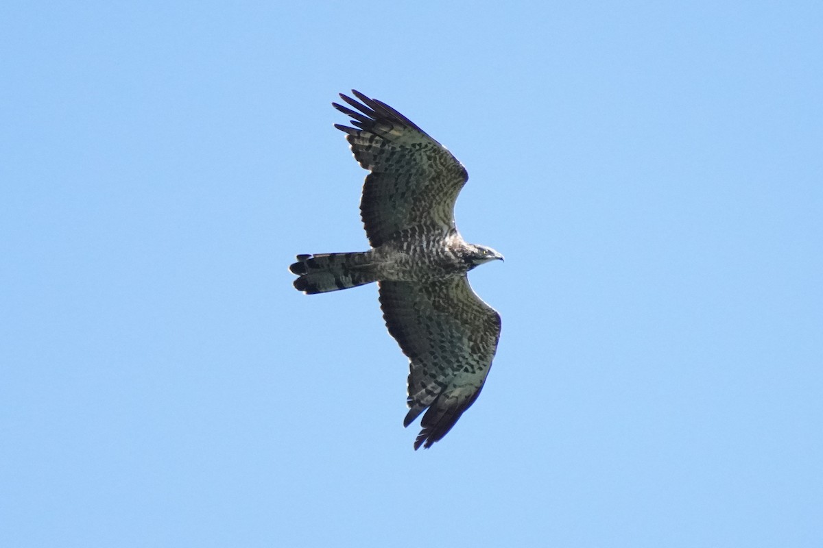 Oriental Honey-buzzard - Hikawa Takeshi