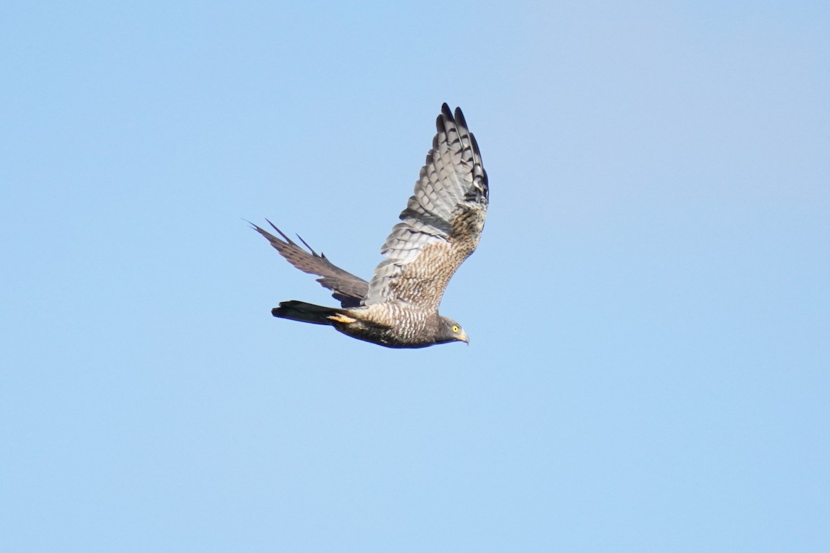 Gray-faced Buzzard - ML608964590