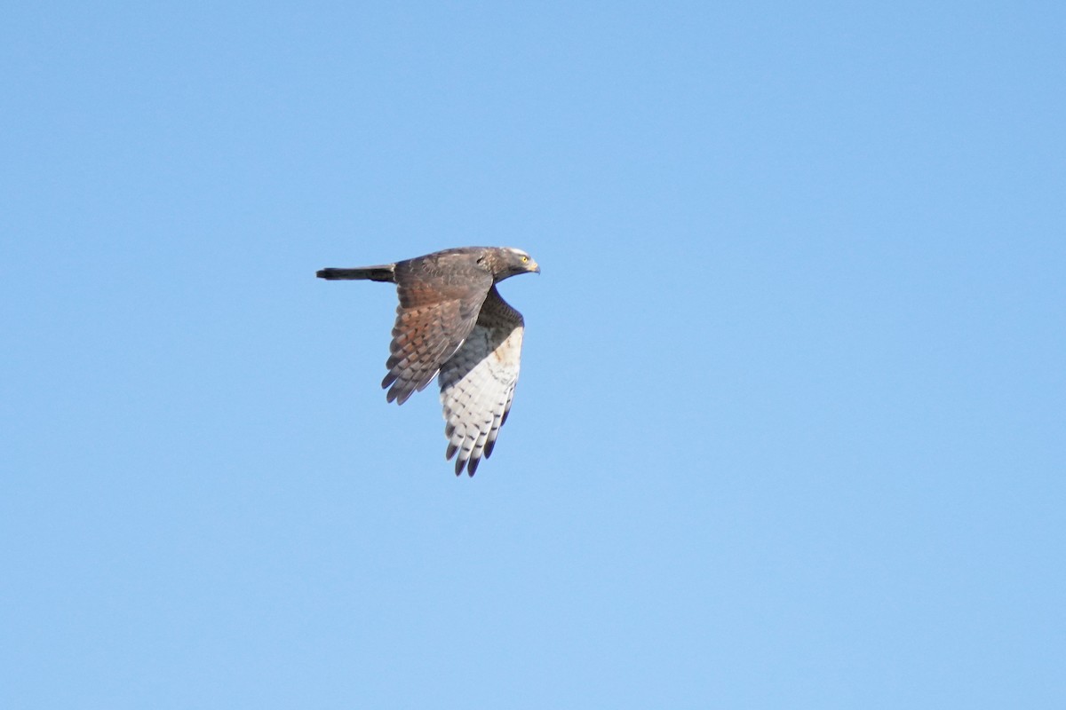 Gray-faced Buzzard - Hikawa Takeshi