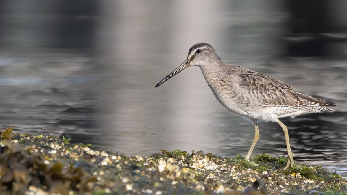 Short-billed Dowitcher - ML608964601