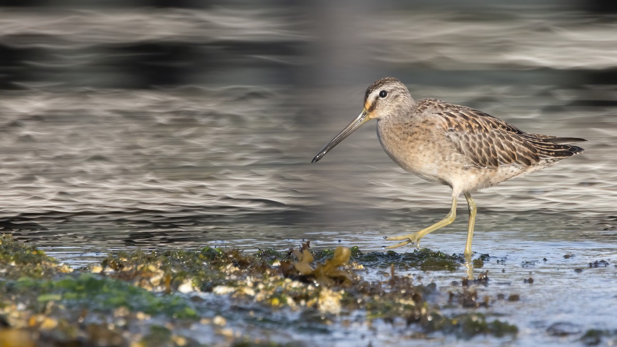 Short-billed Dowitcher - ML608964603