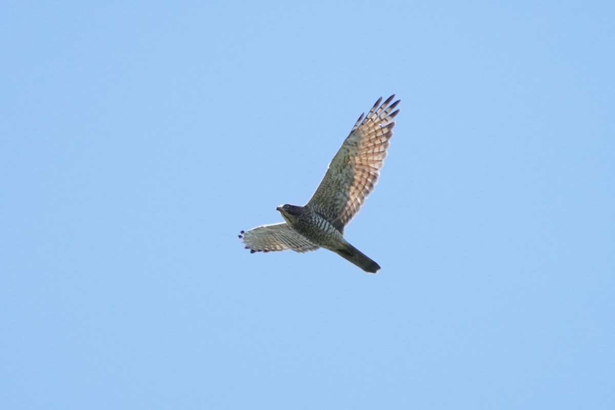 Gray-faced Buzzard - ML608964607