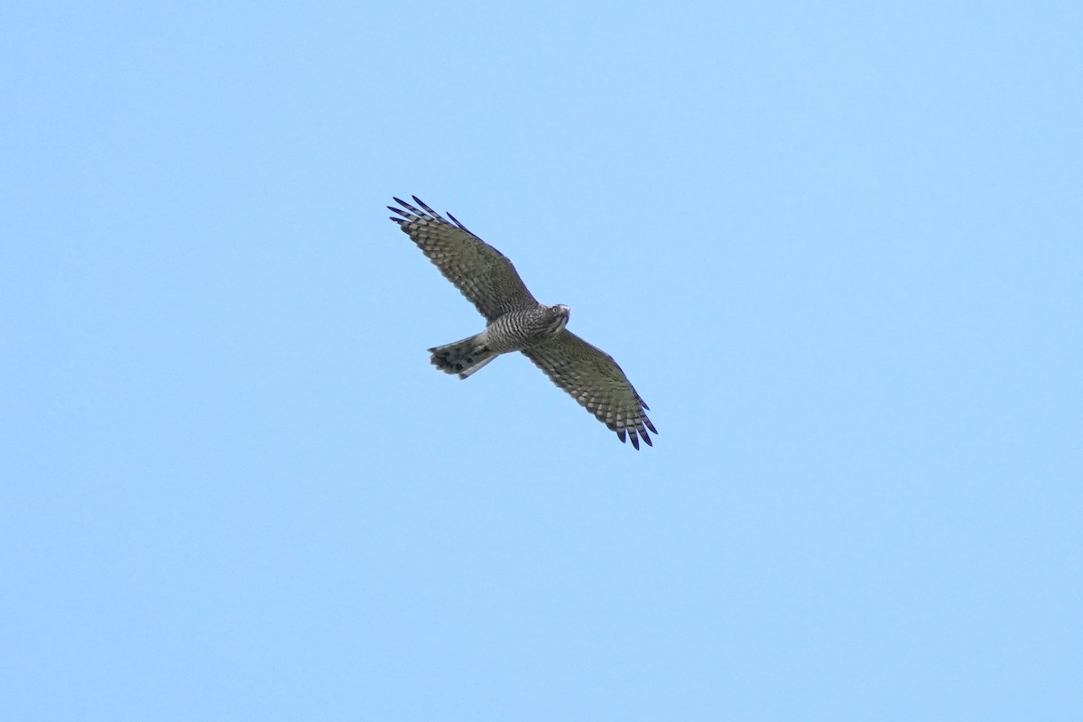 Gray-faced Buzzard - ML608964609