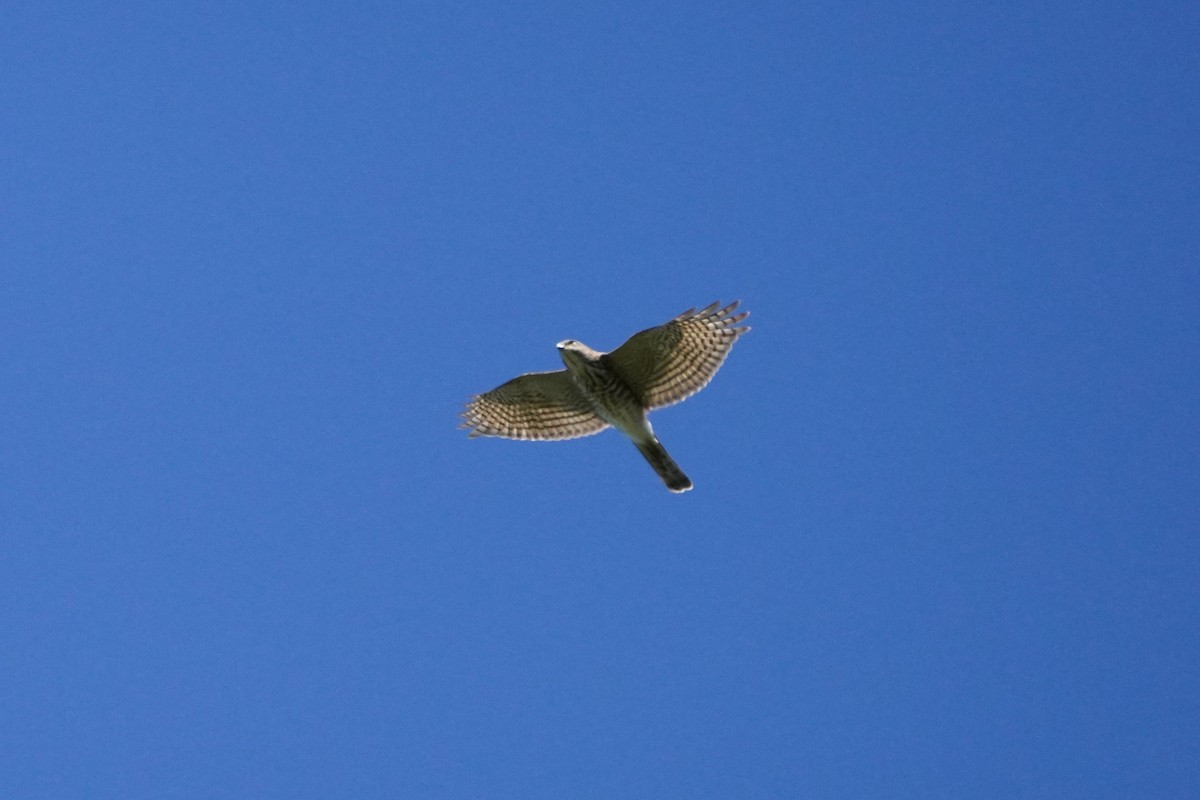 Gray-faced Buzzard - ML608964619