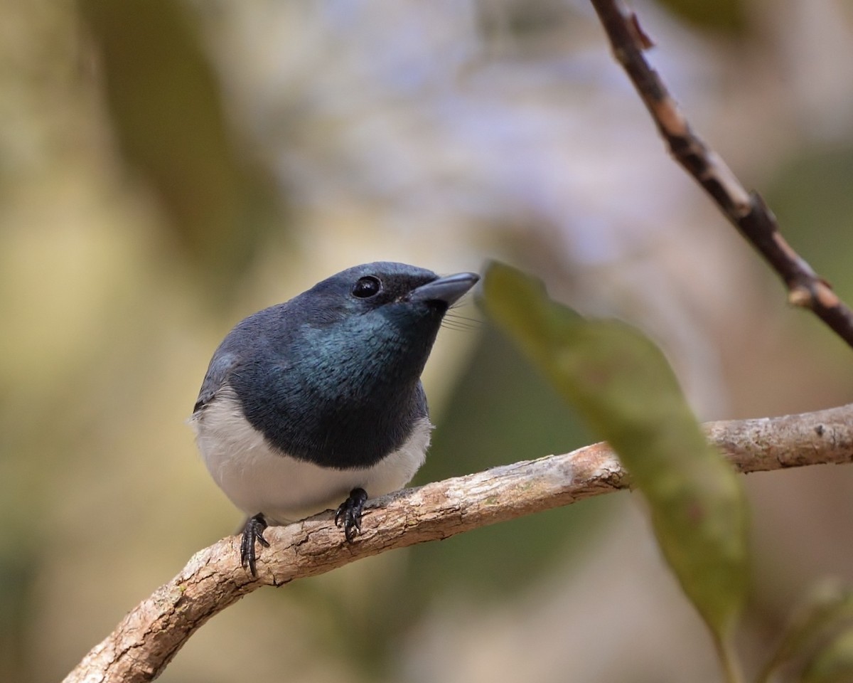 Leaden Flycatcher - ML608964654