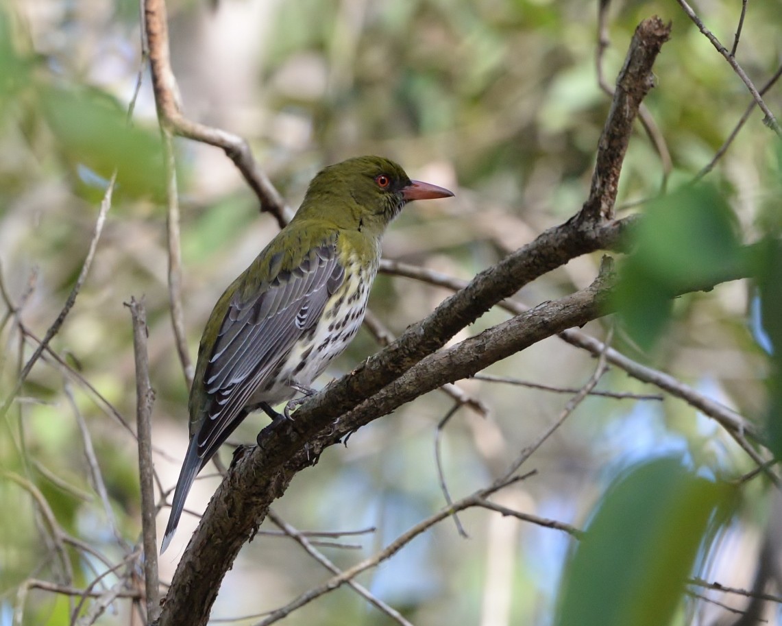 Olive-backed Oriole - ML608964660