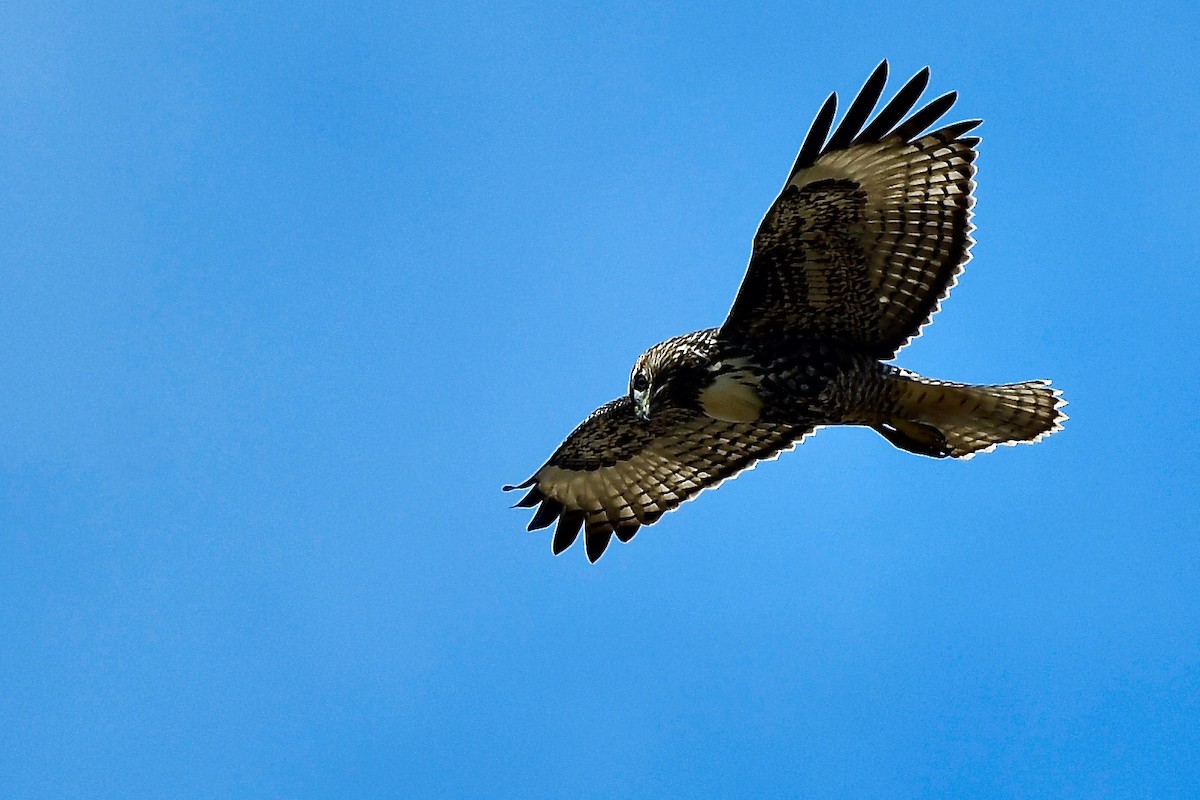 Red-tailed Hawk - ML608964675