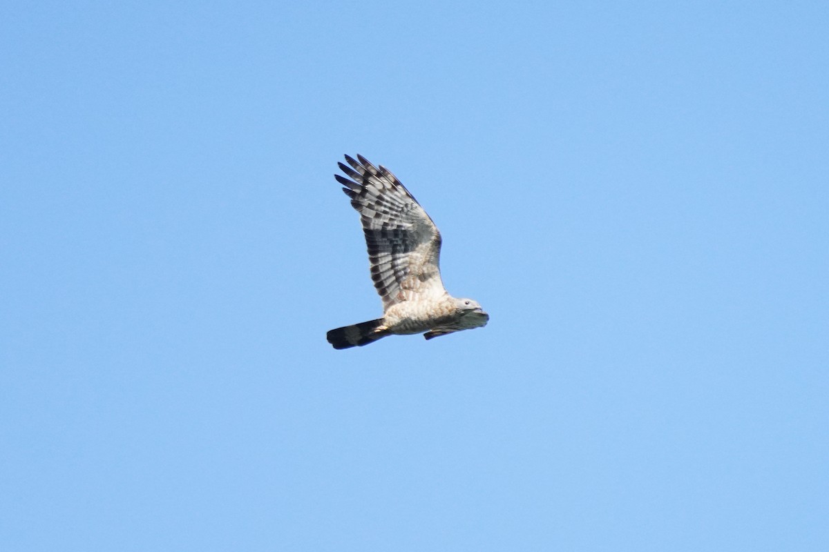 Oriental Honey-buzzard - ML608964688