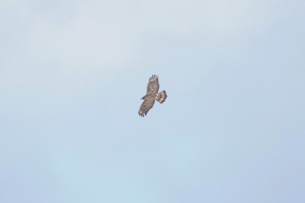 Oriental Honey-buzzard - ML608964698