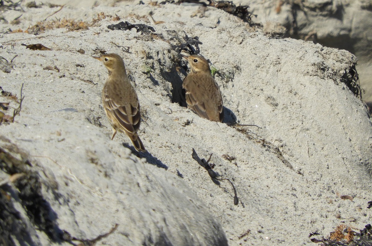 American Pipit - ML608964778