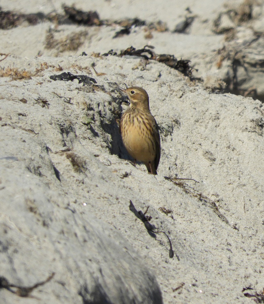 American Pipit - ML608964780