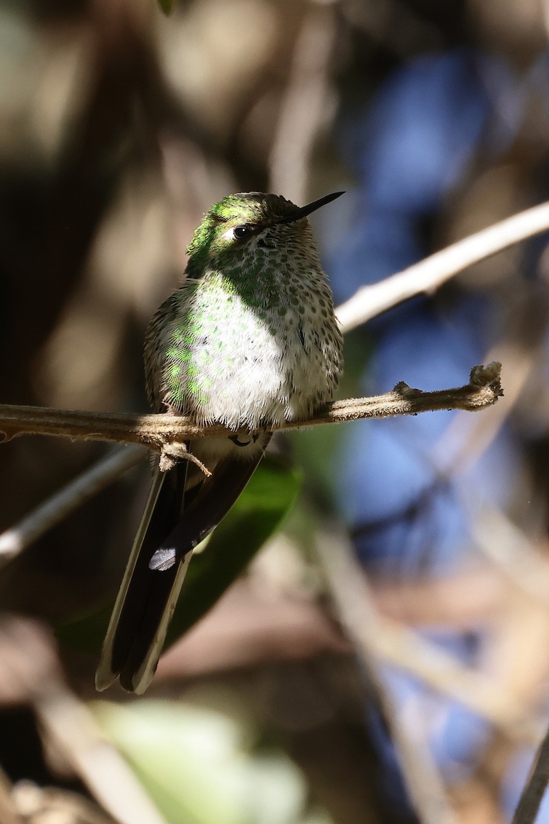 Green-tailed Trainbearer - Manuel Roncal