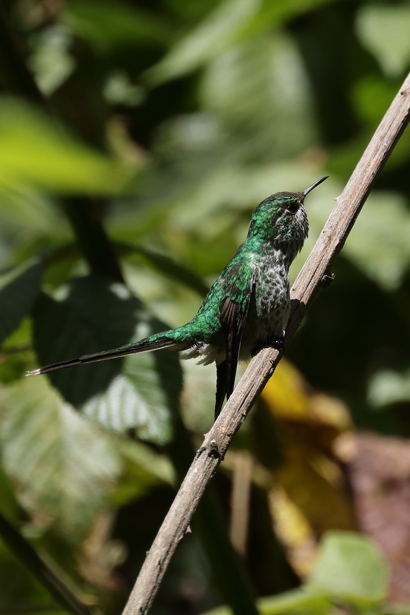 Green-tailed Trainbearer - Manuel Roncal