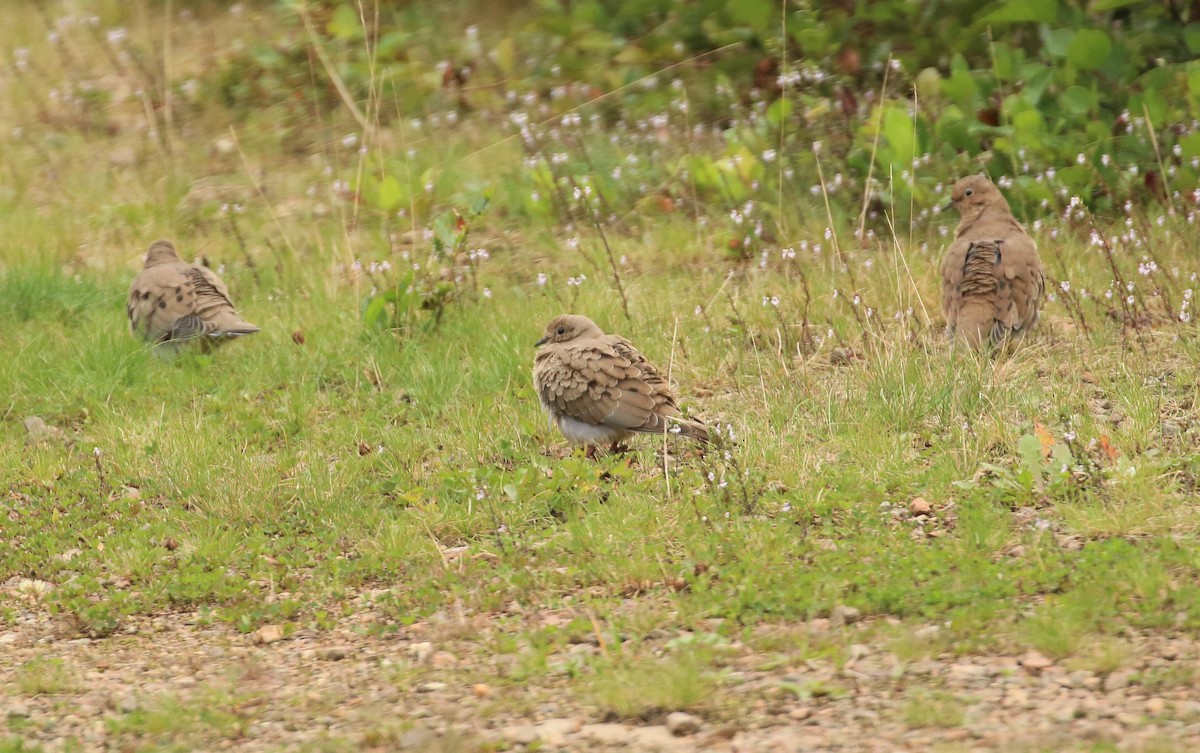 Mourning Dove - ML608965018