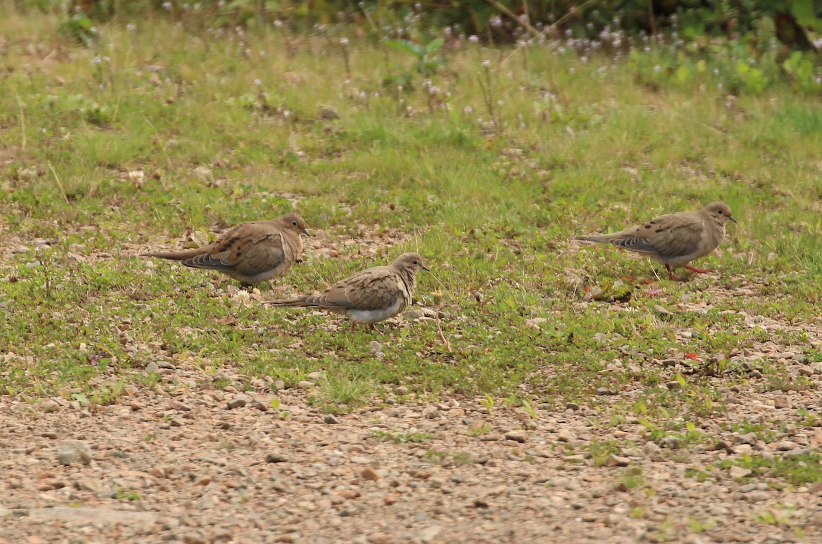 Mourning Dove - ML608965019