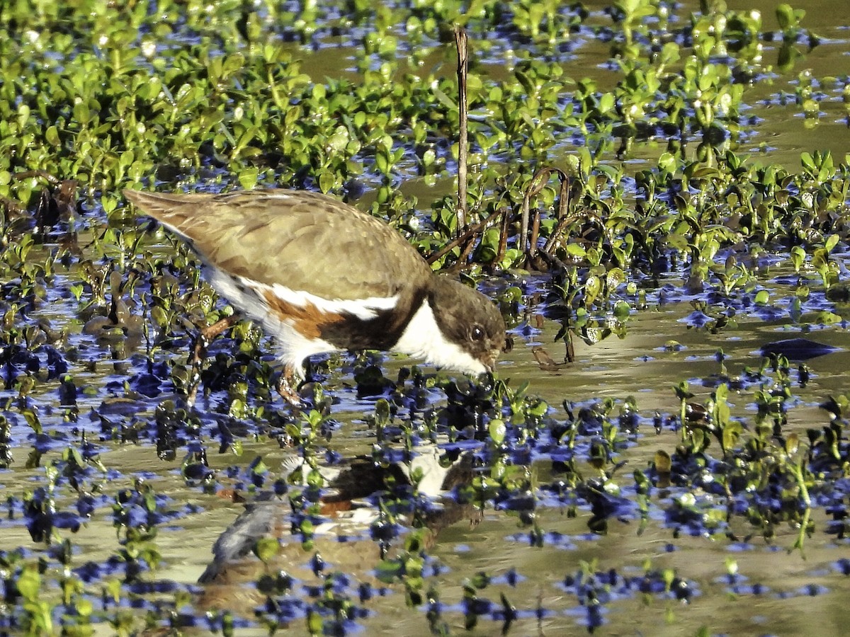 Red-kneed Dotterel - ML608965038