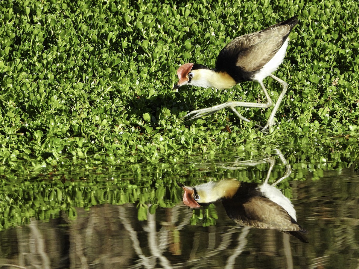 Comb-crested Jacana - ML608965045