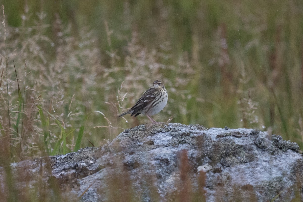 Pechora Pipit - ML608965090