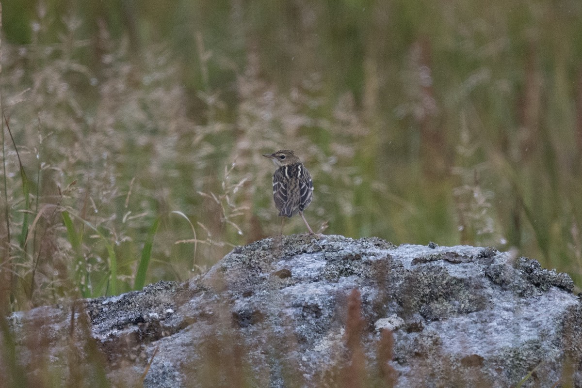 Pechora Pipit - ML608965091