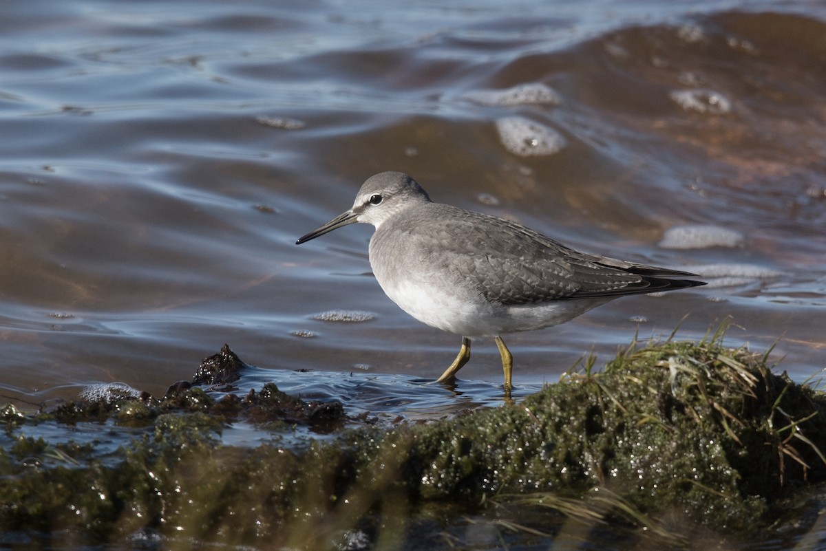 Gray-tailed Tattler - ML608965117