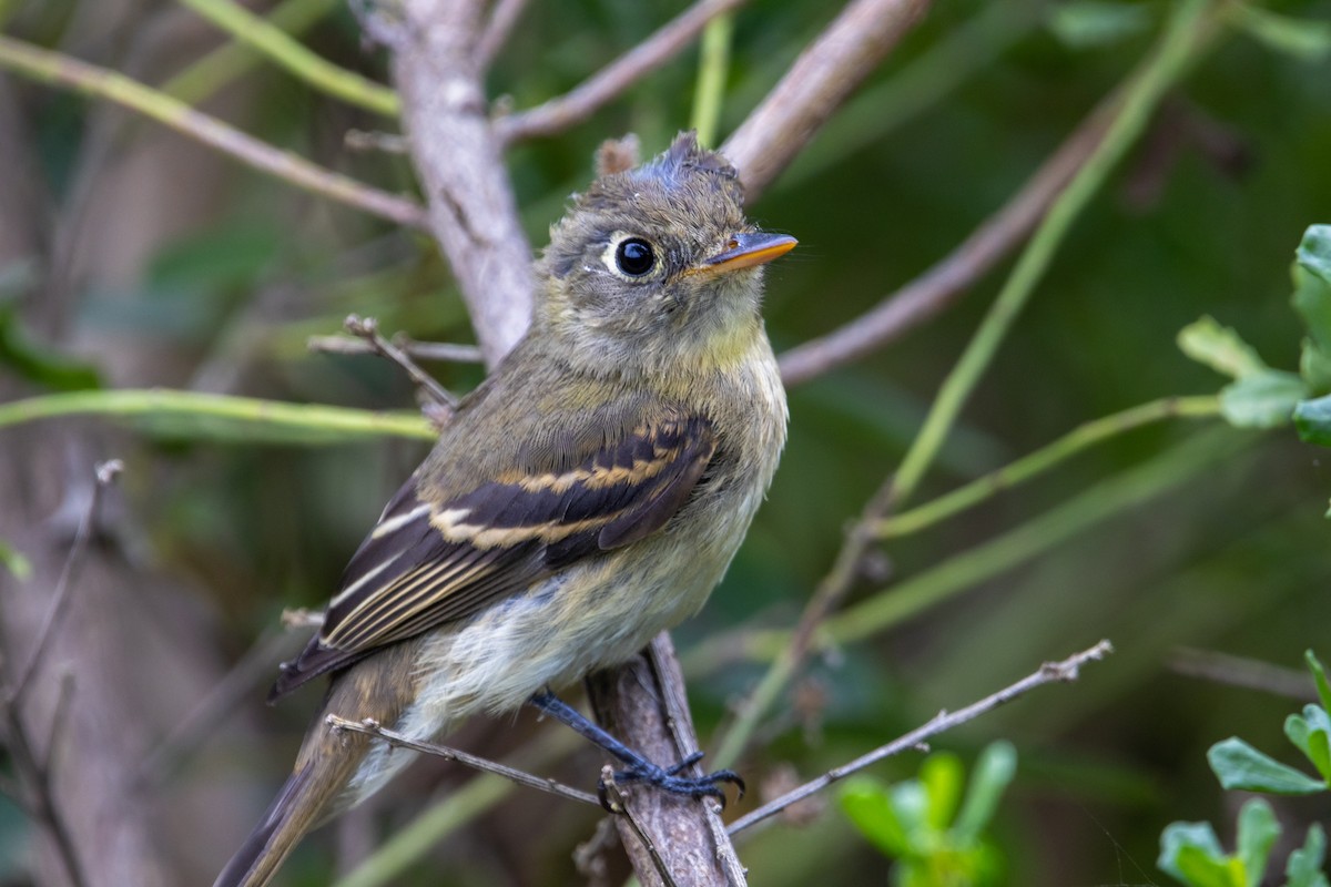 Western Flycatcher (Pacific-slope) - ML608965175