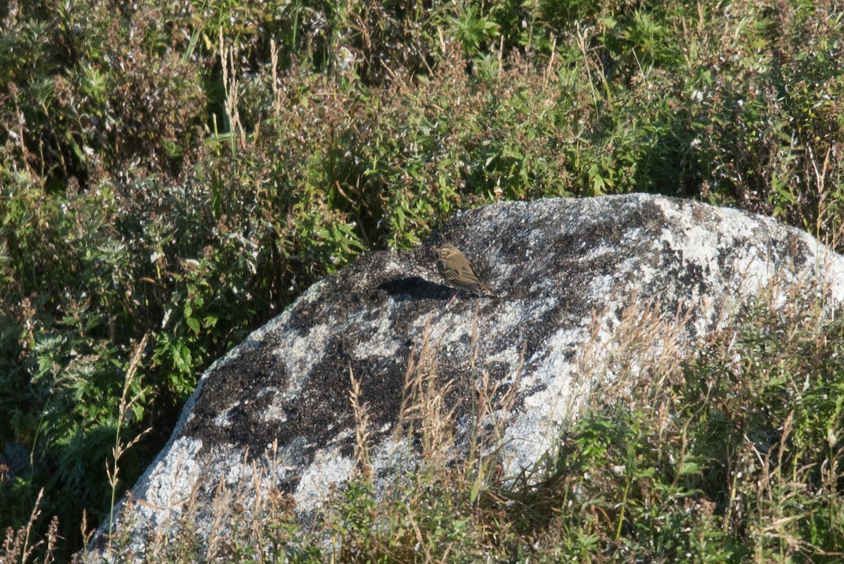 Olive-backed Pipit - ML608965180