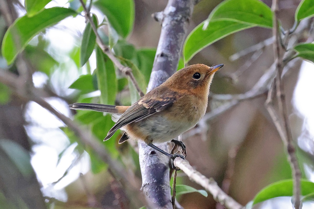 Elepaio de Kauai - ML608965254