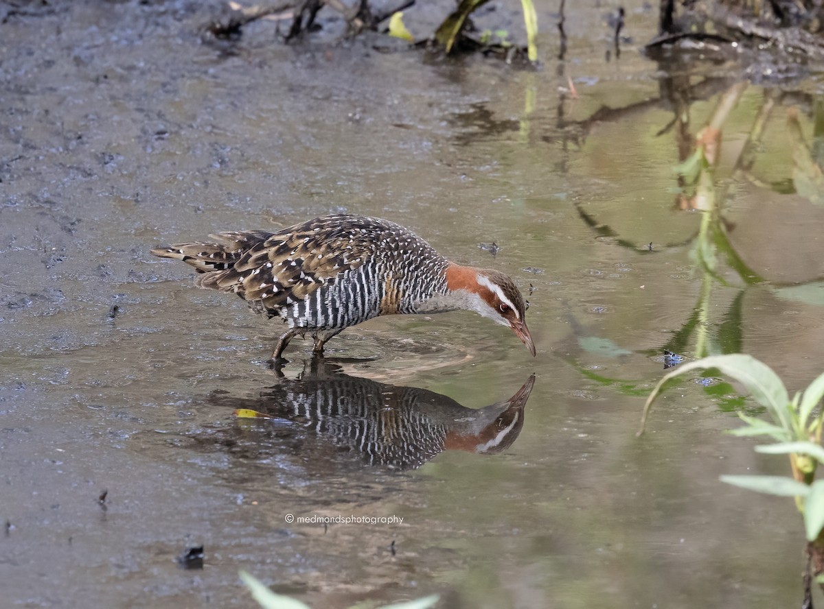 Buff-banded Rail - ML608965305