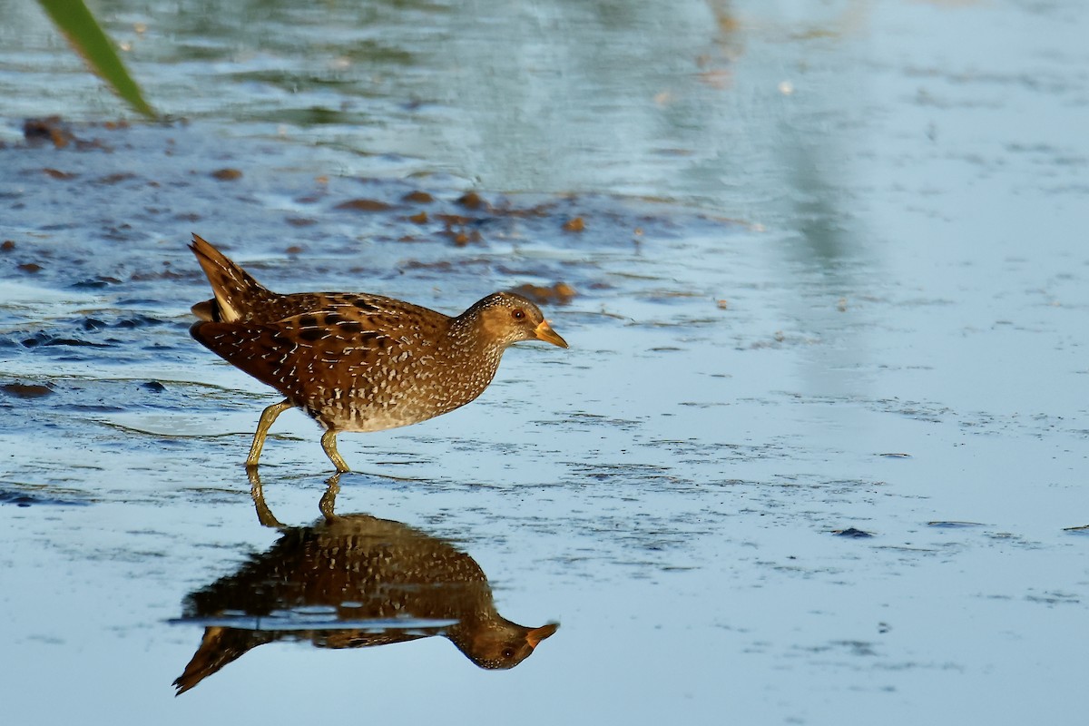 Spotted Crake - ML608965345