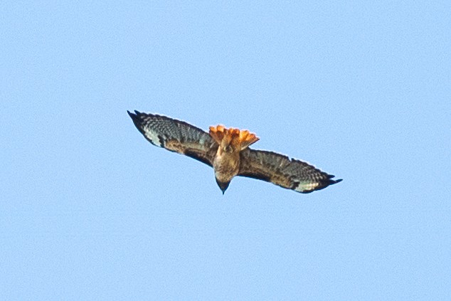 Red-tailed Hawk - Caleb Harada