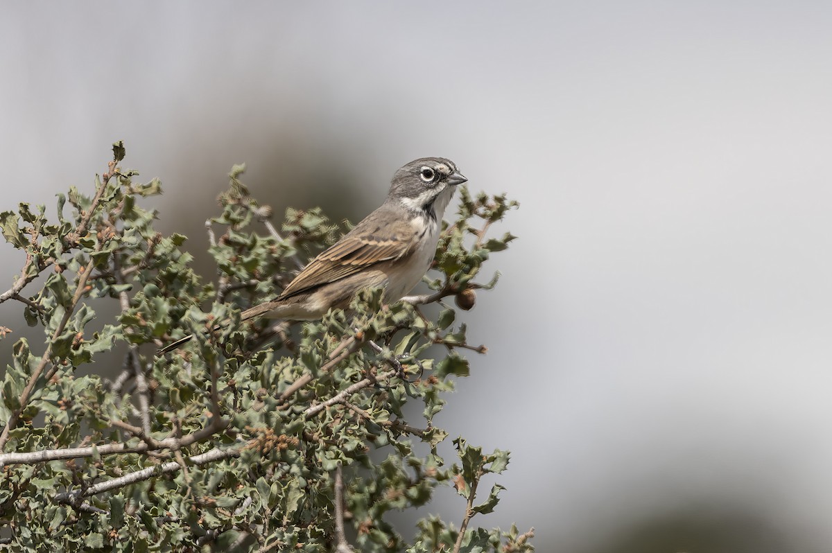 Bell's Sparrow - Michael Todd