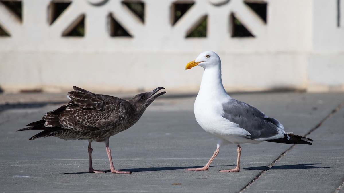 Western Gull - Caleb Harada