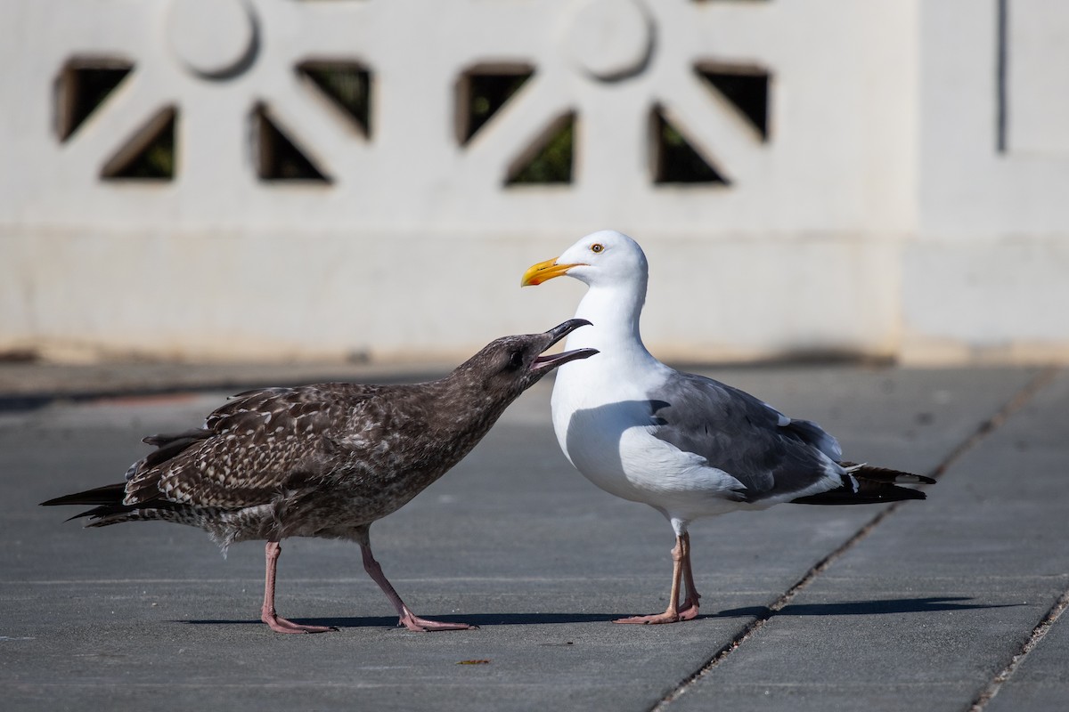 Western Gull - ML608965423