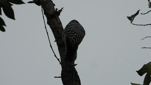 Ladder-backed Woodpecker - ML608965432