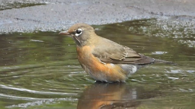 American Robin - ML608965514