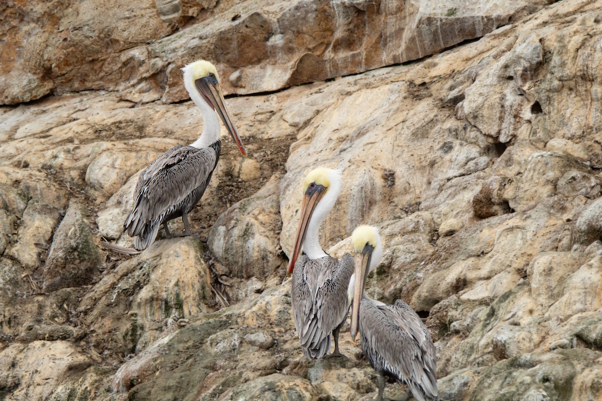 pelikán hnědý - ML608965535