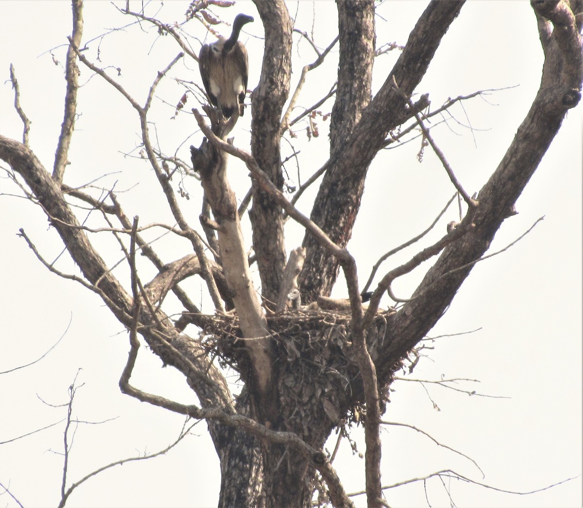 Slender-billed Vulture - ML608965539