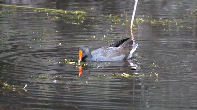 Dusky Moorhen - ML608965578