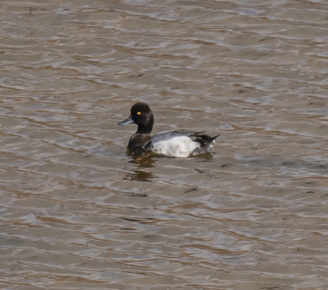 Lesser Scaup - Aitor gil guruceaga