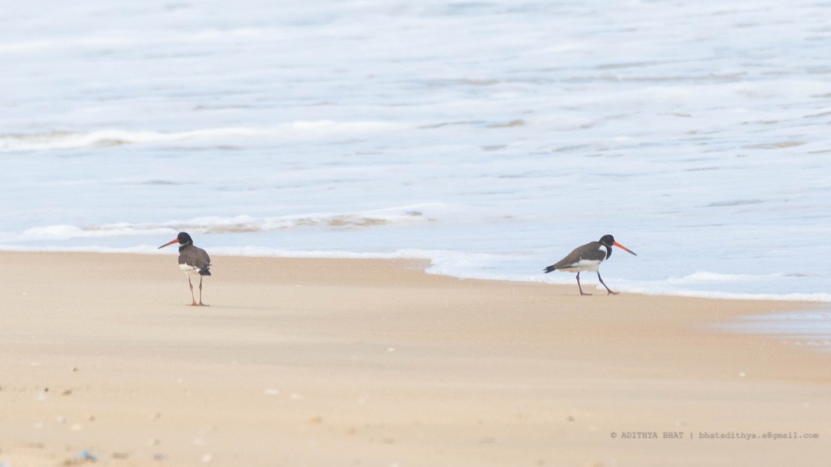 Eurasian Oystercatcher - ML608965659