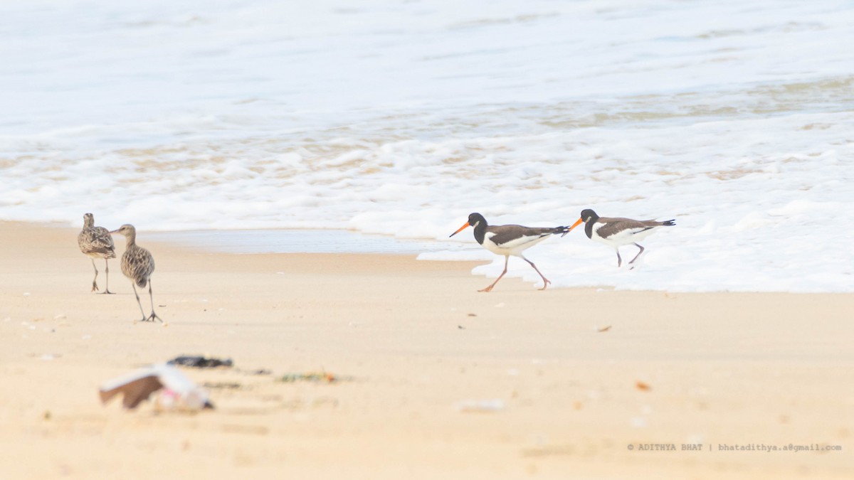 Eurasian Oystercatcher - ML608965660