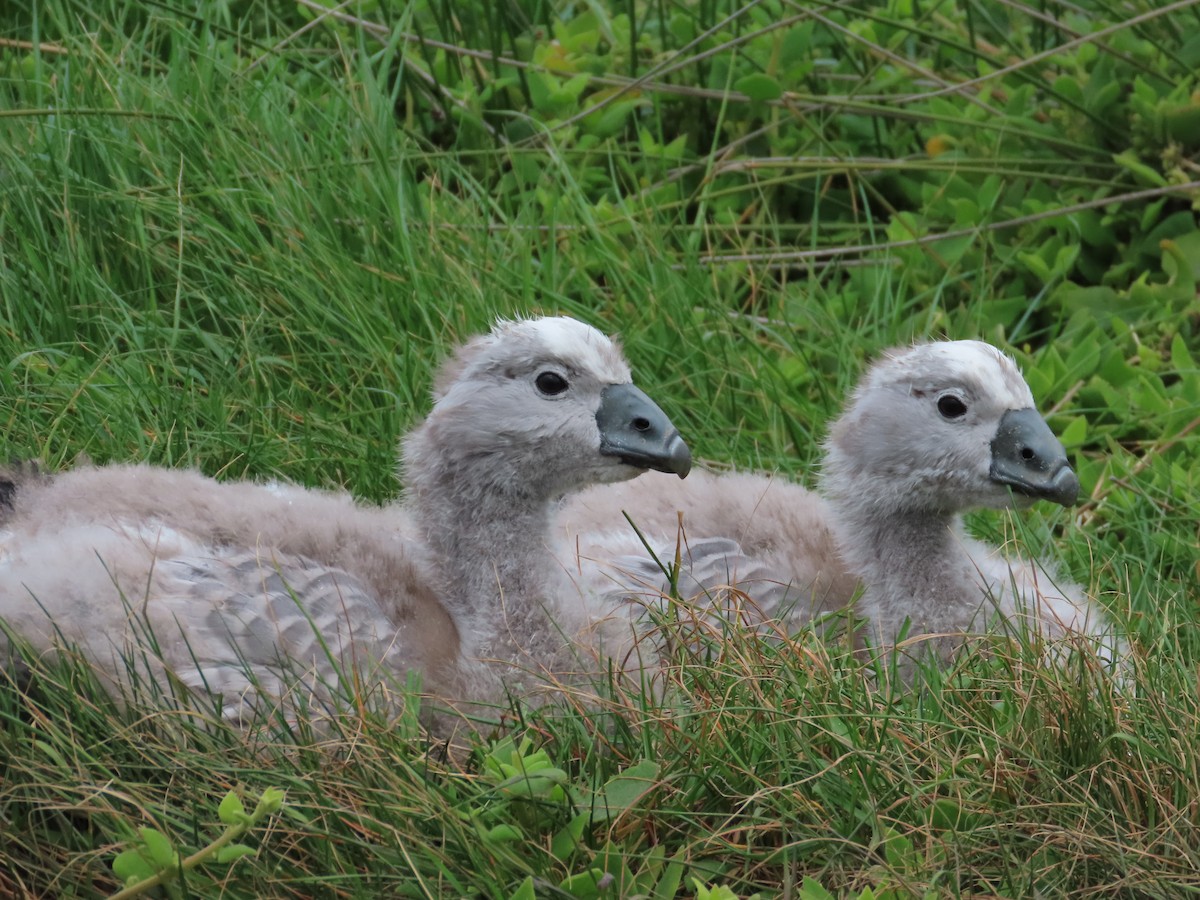 Cape Barren Goose - ML608965678