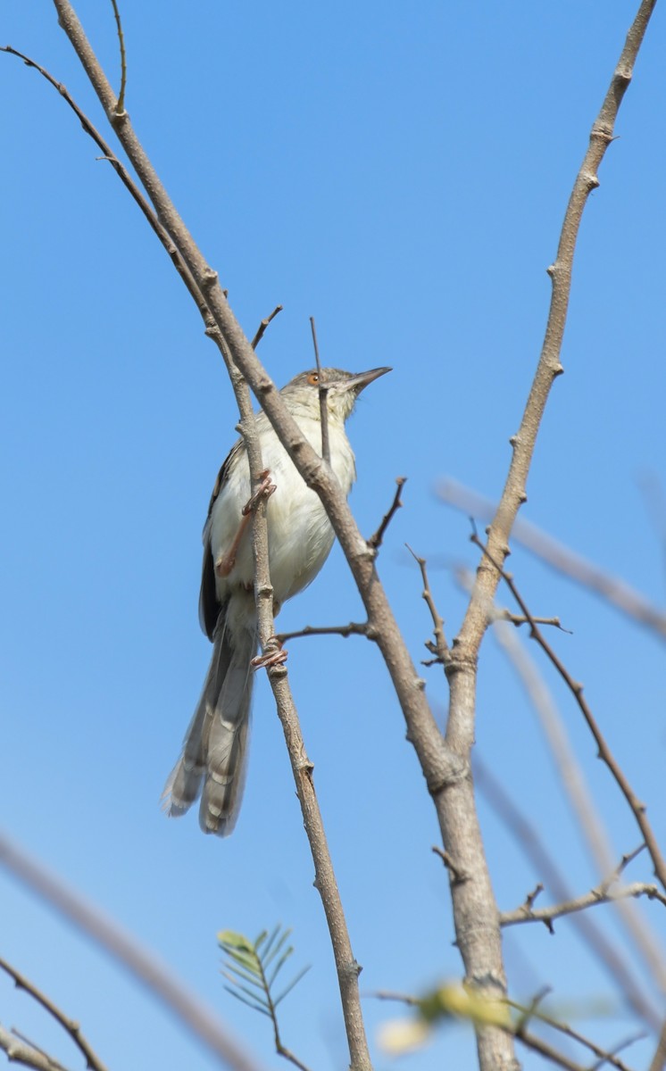 Jungle Prinia - Sathish Ramamoorthy