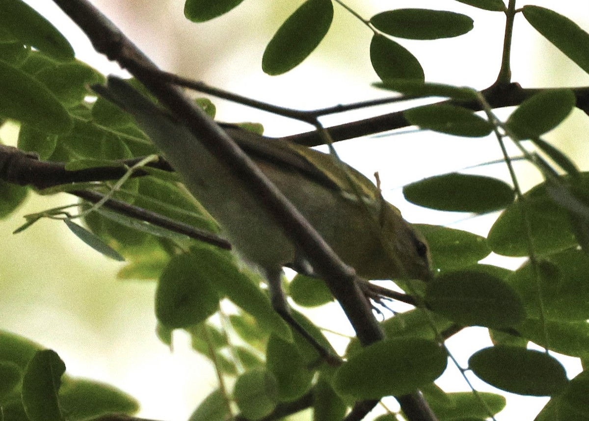 Tennessee Warbler - ML608965765