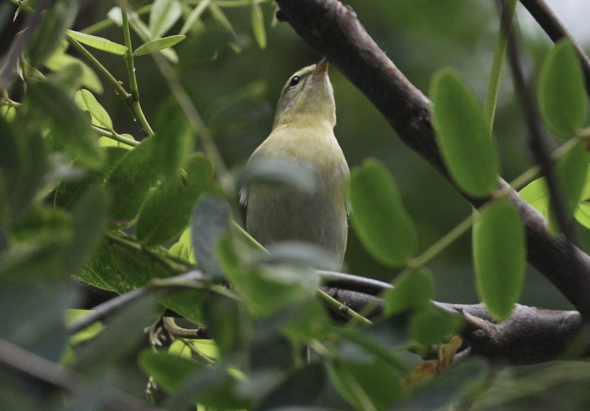 Tennessee Warbler - ML608965768