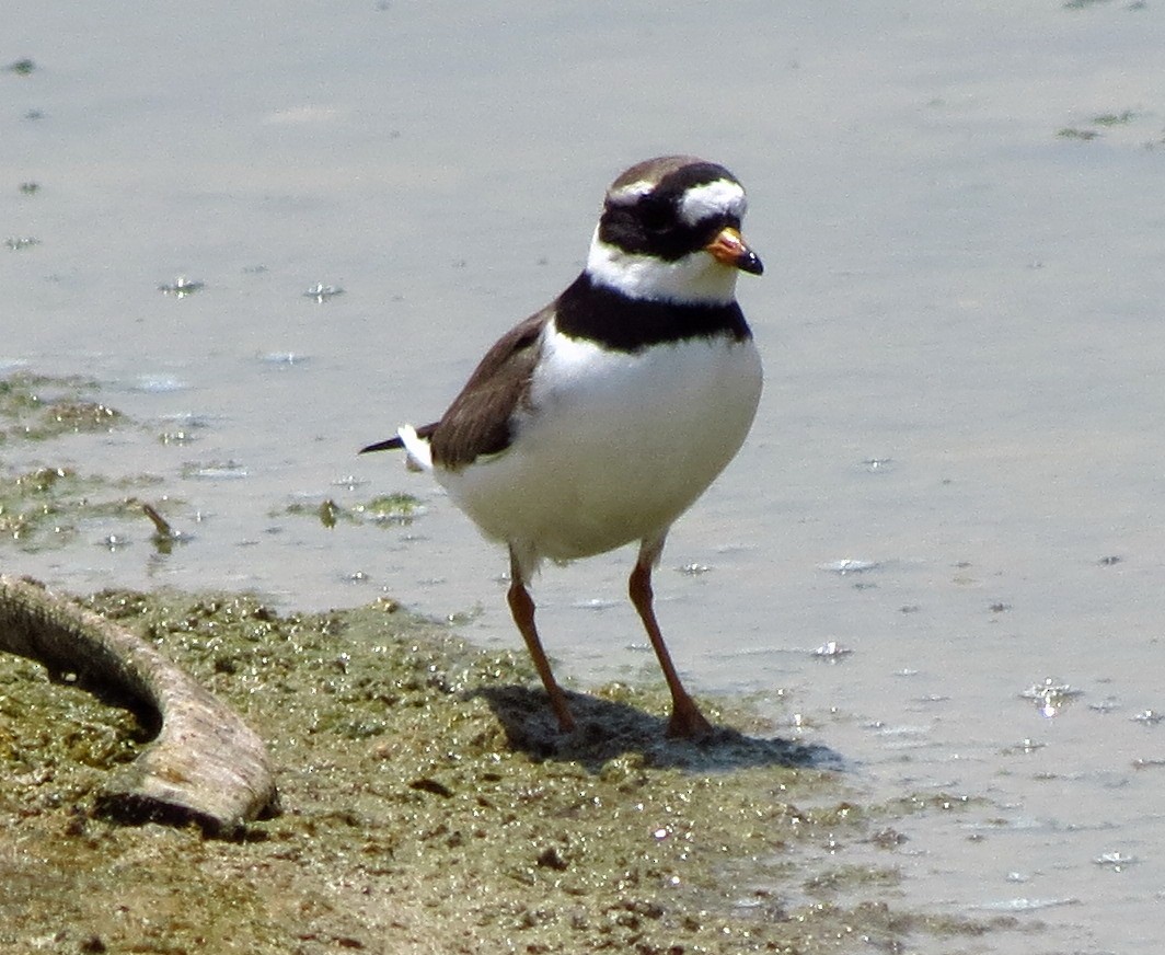 Common Ringed Plover - Abdul Raheem Munderi