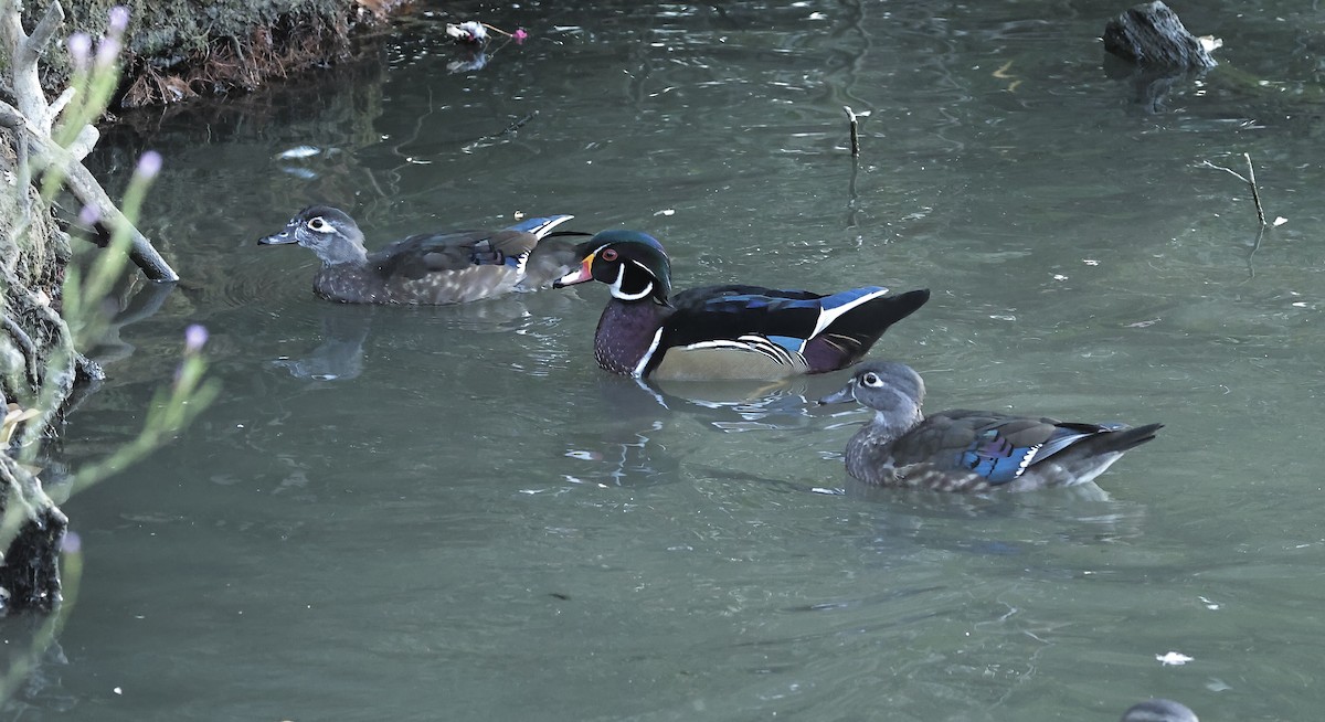 Wood Duck - Albert Linkowski