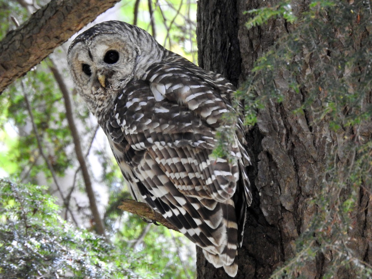 Barred Owl - Laurie  Keefe