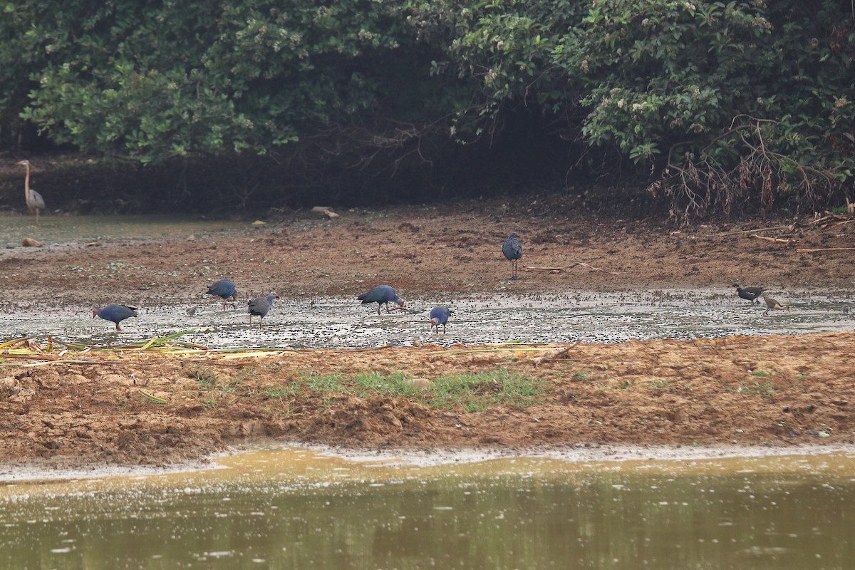 Gray-headed Swamphen - ML608966129